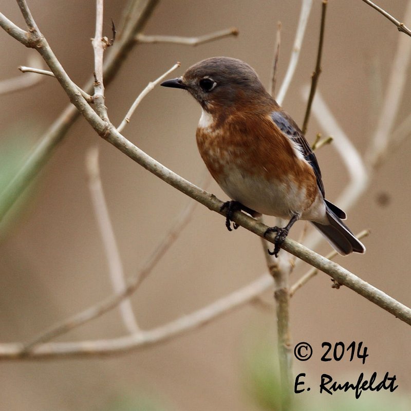 20Dec-CBC 487.jpg - Eastern Bluebird